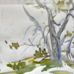 Mossy Tree - Sea to Sky